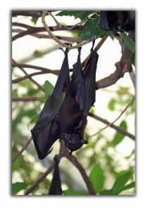 bats raleigh removal critter control