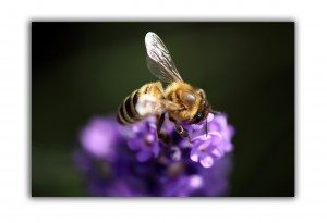 raleigh removal critter control bees flower