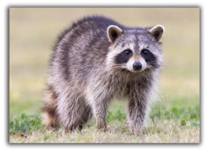 Raccoon in a field Raccoon Removal Winston-Salem
