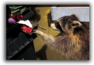 raleigh removal critter control raccoons