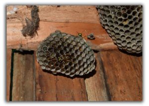 Wasps Nest Clean Up Wasp Removal Greensboro
