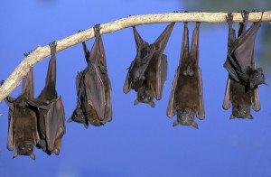 bats raleigh removal critter control