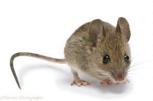 yellow neck mouse critter control removal raleigh