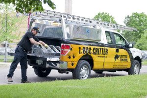 pest maintenance critter control removal raleigh
