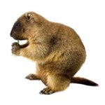 groundhog removal raleigh