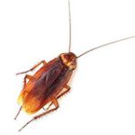 insect removal raleigh