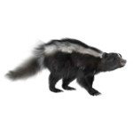 skunk removal raleigh