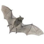 bat removal raleigh