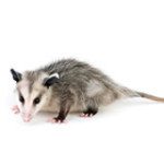 opossum removal raleigh