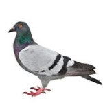 pigeon removal raleigh