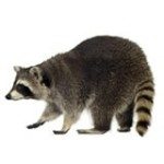 raccoon removal raleigh