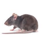 rat removal raleigh