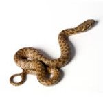 snake removal raleigh