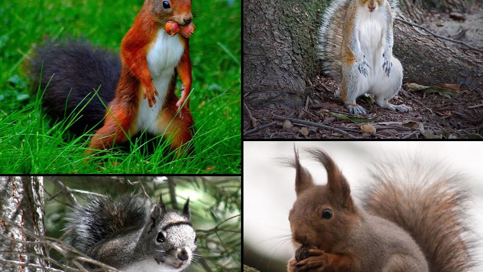 squirrel species in north carolina raleigh Critter Control of the Triad