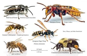 difference between wasps, bees, hornets and yellowjackets