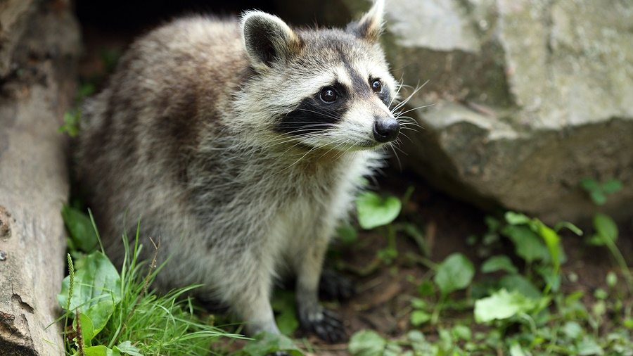 Rabies Raleigh North Carolina Animals Critter Control Of The Triad rabies-raleigh-north-carolina-animals-critter-control-of-the-triad