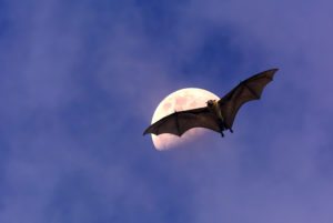 Bat flying over the moon winston-salem nc
