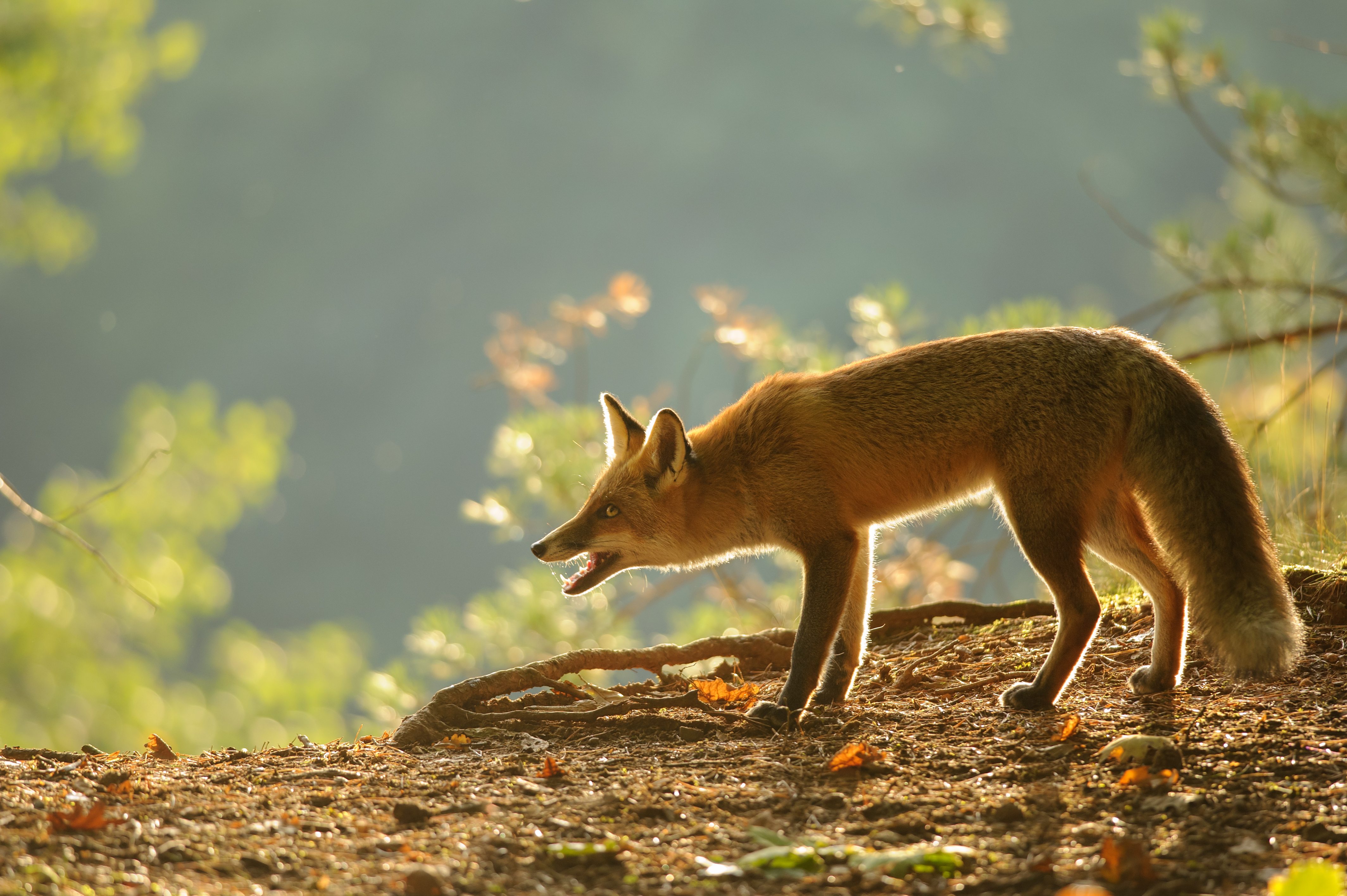 redfoxrabiessummerraleigh Critter Control of the Triad
