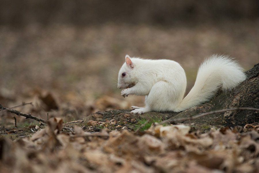 white-squirrel-rare-species-north-carolina | Critter Control of the Triad
