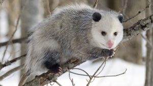 Possum and Opossum removal in greensboro and winston-salem