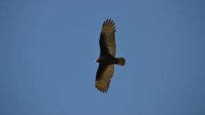 A turkey vulture flying in the air bird removal Winston-Salem