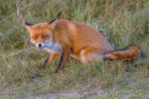 foxes aggression rabies attack person winston-salem