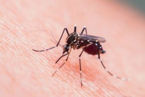 Mosquito Treatment in Greensboro & Winston-Salem