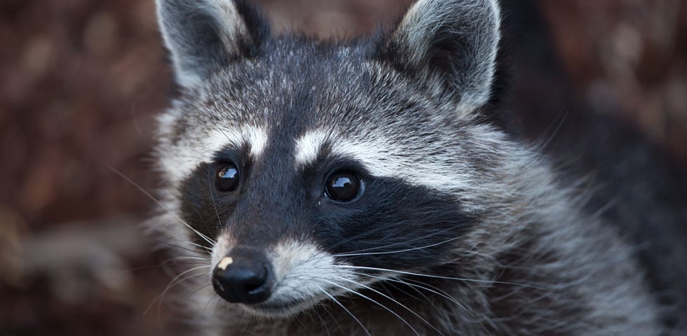 Critter Control Racoon