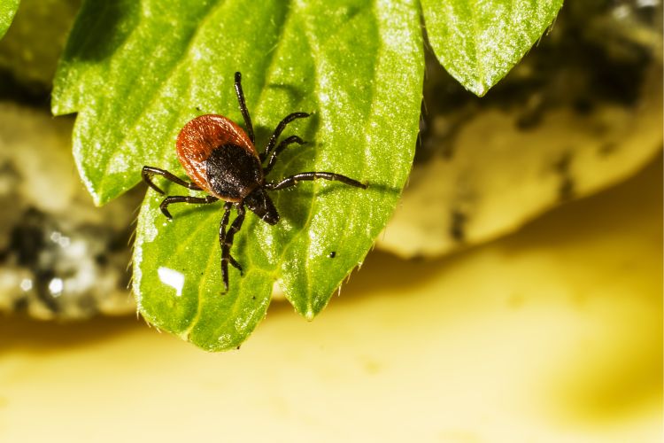 Are Ticks Dangerous To Humans? Critter Control of the Triad