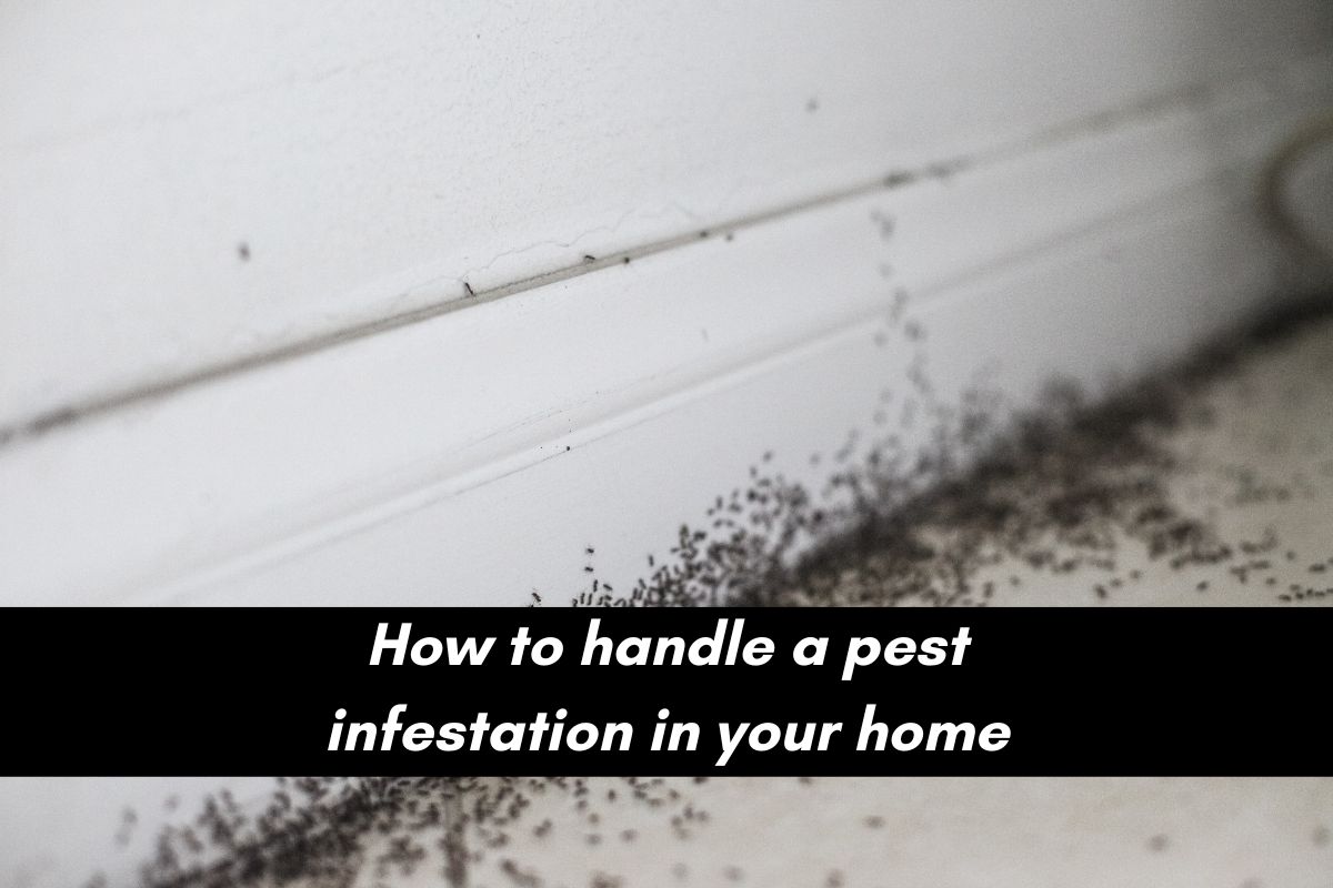 Things To Do When Pests Infest Your Home